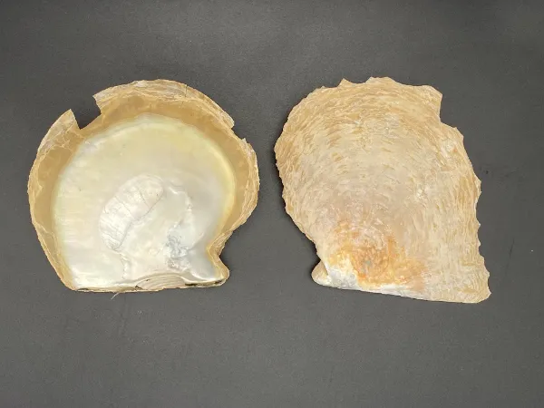 シロチョウガイ