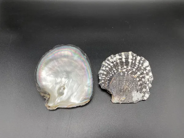 クロチョウガイ