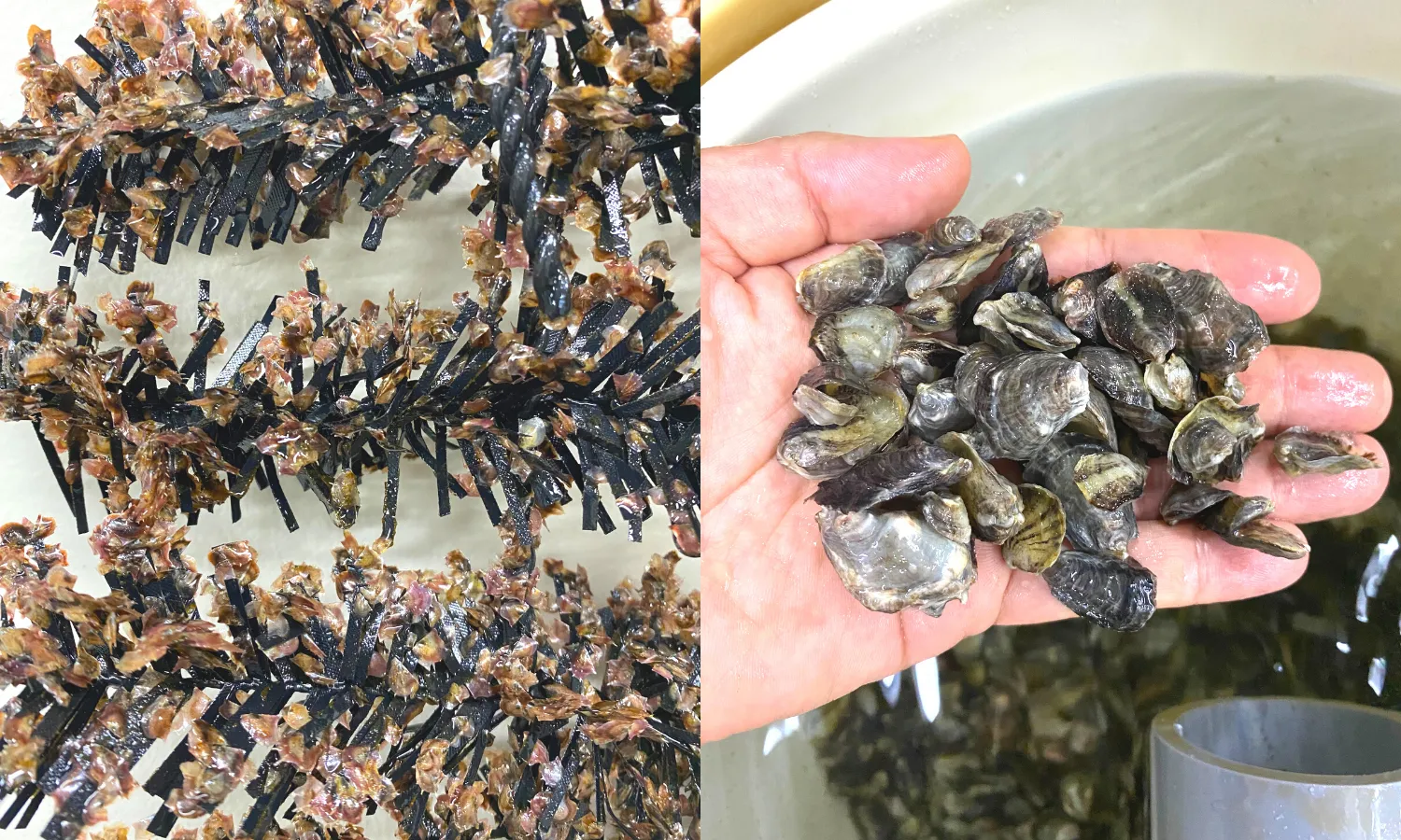 二枚貝種苗事業