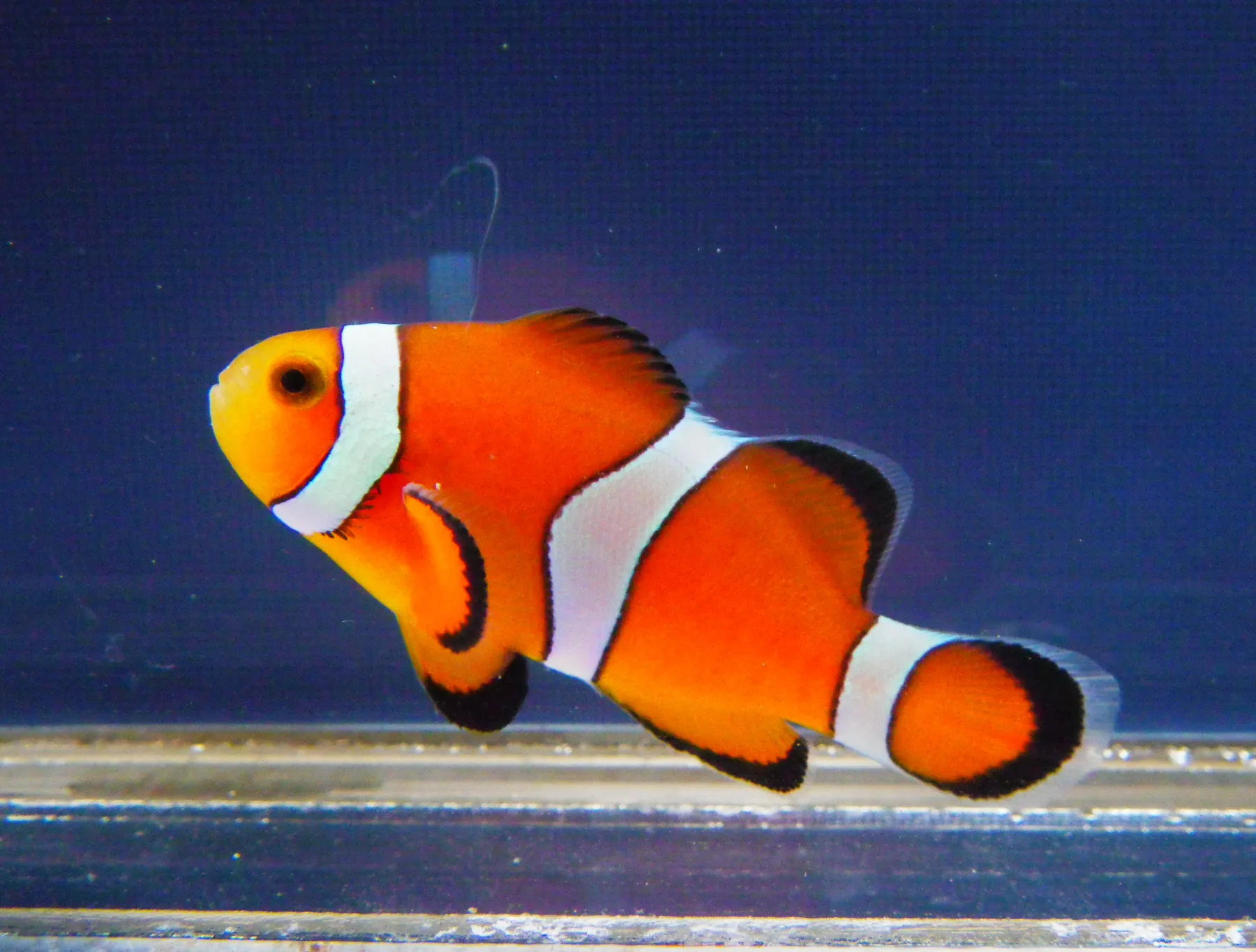 カクレクマノミ