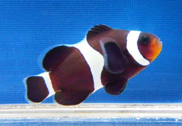 ブラックオセラリス